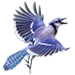 Item bluejay 01