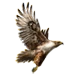 Item galapagoshawk 01