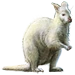 Item albinowallaby 01