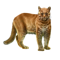 Asian golden cat - Wikipedia