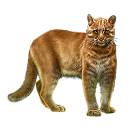 golden cat