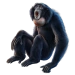 Item siamang 01