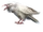 Albino Crow