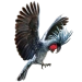 Item palmcockatoo 01