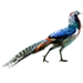 Item ladyamherstpheasant 01
