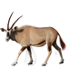 Item gemsbok 01