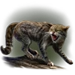 Item scottishwildcat 01