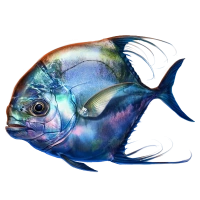 African Pompano | Mafia Wars Wiki | Fandom