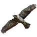 Item northerngoshawk 01
