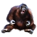 Item orangutan 01