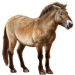 Item przewalskishorse 01