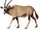 Gemsbok