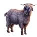 Item angoragoat 01
