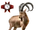 Nubian Ibex