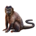 Item blackcapuchin 01