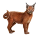 Item caracal 01