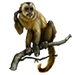 Item capuchin 01
