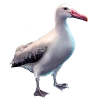 Wandering Albatross | Mafia Wars Wiki | Fandom