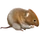 Item woodlandvole 01