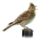 Skylark