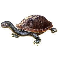 Chelid Turtle | Mafia Wars Wiki | Fandom