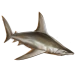 Item sandbarshark 01