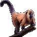 Item howler monkey 75x75 01