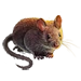 Item woodmouse 01