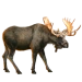 Item eurasianelk 01