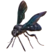 Item blackwasp 01