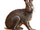 Cape Hare