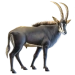 Item sableantelope 01