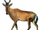 Hartebeest