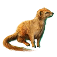 Huge item yellowmongoose 01