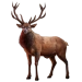 Item mountainelk 01