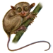 Item tarsiers 01