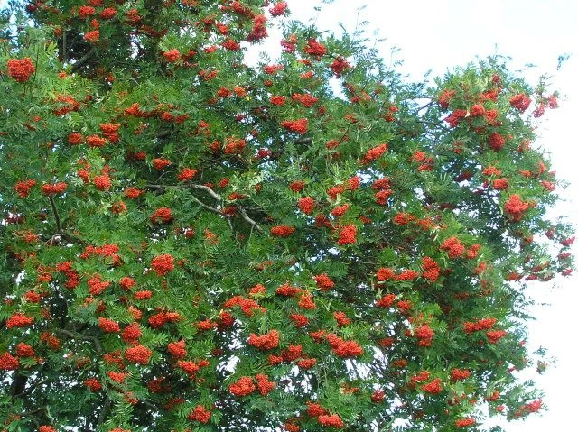 Формирование кроны рябины обыкновенной. Рябина обрезка формирование кроны. Рябина формировка кроны. Рябина формировка кроны. Саженец яблони формировка кроны.