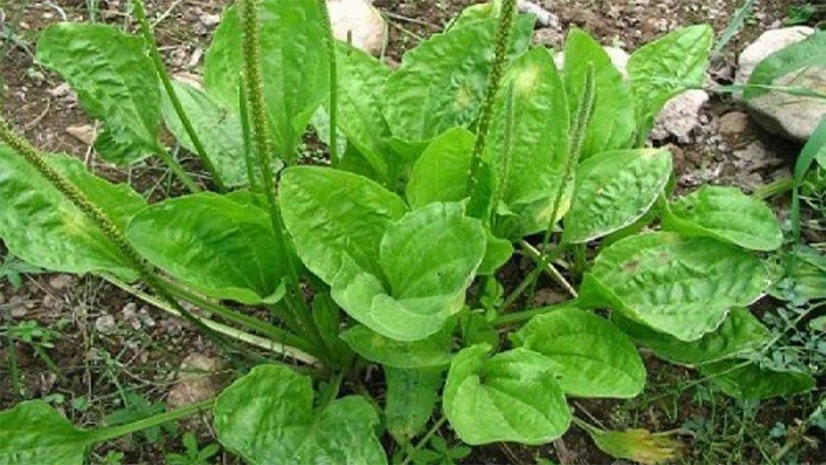 Подорожники 4. Подорожник лесной. Подорожники 4. Подорожник лесной. Подорожники 4.