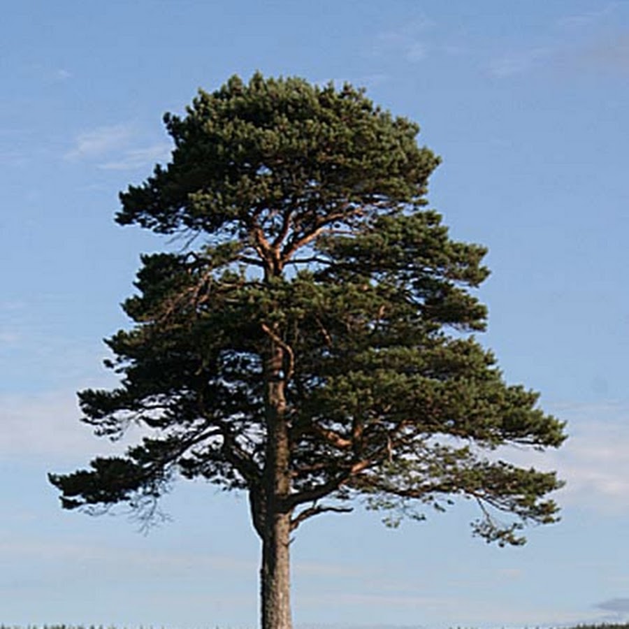 Гудящие сосны. Pinus Sylvestris сосна Лесная. Крона сосны обыкновенной. Сосна обыкновенная габитус. Сосна обыкновенная Пиния.