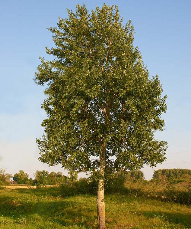 Осина фото дерева где растет
