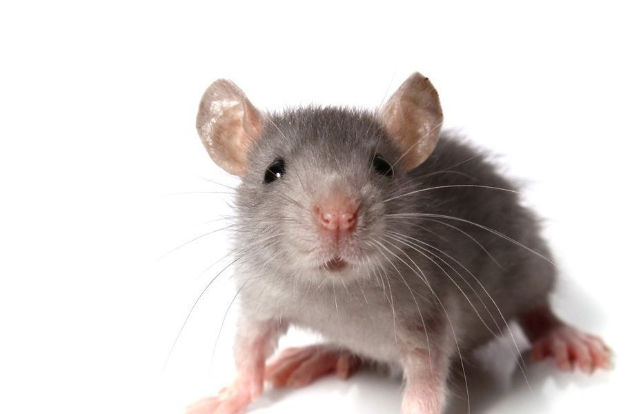 Видеть во живых мышей. Мышь. Мышь на белом фоне. Крыса на белом фоне. Мышь фото.