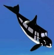Killer Whale