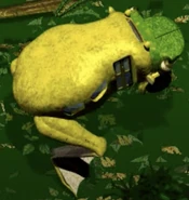 Rainforest frog