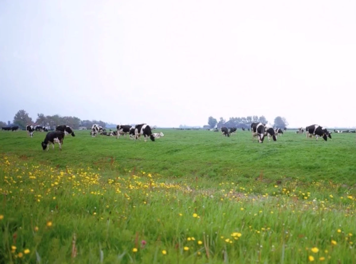 Magic Sing ED11000 Magic Sing Wiki Fandom