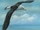 Albatro Gigante (Giant Albatross)