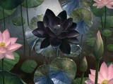 Black Lotus