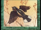 Caprimulgo (Whippoorwill)