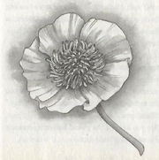 Glacial buttercup