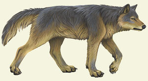 Direwolf-reg.jpg