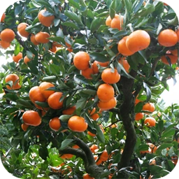 みかんのうた Maimai中文 维基 Fandom